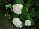 DSCN8120