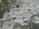 DSCN8742