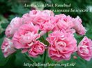 australian   pink rosebud