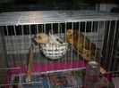 CANARI LA CUIB 2014 014