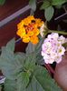 lantana galbena trimisa Eniko