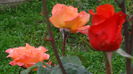 DSC01799