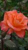 DSC01800
