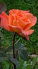 DSC01801