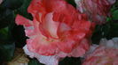 DSC01770
