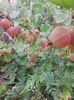 agris rosu