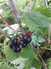 coacaz negru