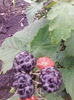 zmeur negru