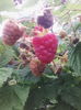zmeur rosu-fruct oval