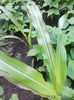 porumb variegat