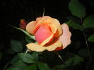 Orange Miniature Rose (2014, May 24)