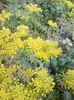 sedum