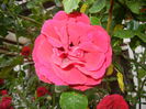 Rose Blaze Superior (2014, May 29)