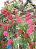 0529 Rose Blaze Superior (2014, May 29)01