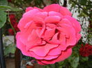 Rose Blaze Superior (2014, May 29)