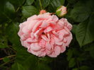 Rose Pleasure (2014, May 29)
