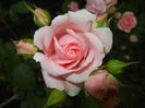 Rose Pleasure (2014, May 29)