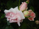 Rose Pleasure (2014, May 29)