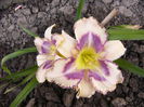 Hemerocalis