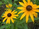 rudbeckia fulgida