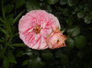 Rose Louise Odier (2014, May 29)