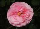 Rose Louise Odier (2014, May 29)