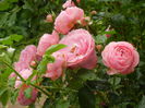 Rose Louise Odier (2014, May 30)