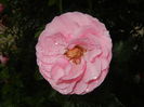 Rose Louise Odier (2014, May 30)