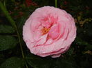 Rose Louise Odier (2014, May 30)