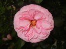 Rose Louise Odier (2014, June 04)
