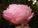 Rose Louise Odier (2014, June 04)