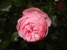 Rose Louise Odier (2014, June 04)