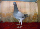 Van Der Wegen 0956499  PERECHEA V