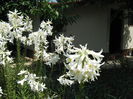 Lilium candidum 2013