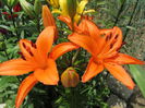 Crini col. Portocalii (2013)