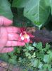 inca o aquilegia