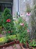 monarda si echinacee
