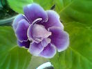 Alegro purple