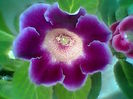 Tigrina ciclam