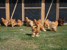 SAM_0955
