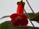 Kohleria Ulla (ni)