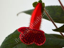 Kohleria Ulla (ni)