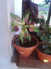 amarantus tricolor