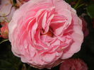 Rose Louise Odier (2014, June 04)