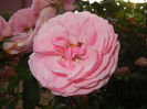 Rose Louise Odier (2014, June 04)