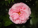 Rose Louise Odier (2014, June 04)