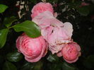 Rose Louise Odier (2014, June 04)
