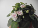 DSCF1325