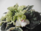 DSCF1330