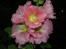 DSCN8505